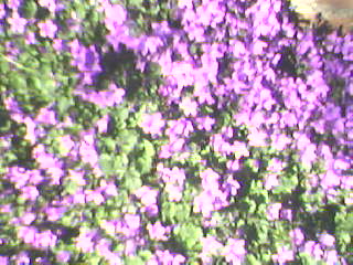 Purple Flowers.jpg